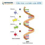 Cấu trúc cơ bản của ARN