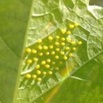 Trứng bướm trên lá cây