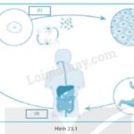 Tế bào thực vật với các thành phần chính như thành tế bào, lục lạp, không bào và nhân tế bào