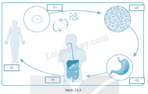 Tế bào thực vật với các thành phần chính như thành tế bào, lục lạp, không bào và nhân tế bào