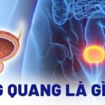 Bàng quang