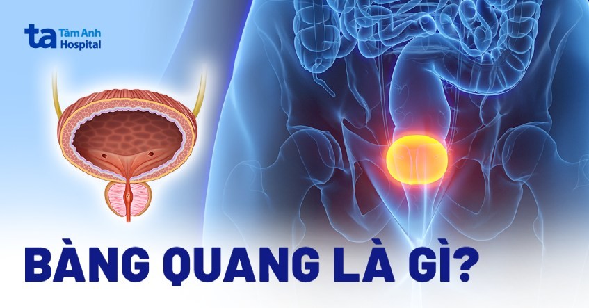 Bàng quang