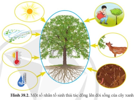 Ví dụ về quan hệ cộng sinh giữa hải quỳ và tôm