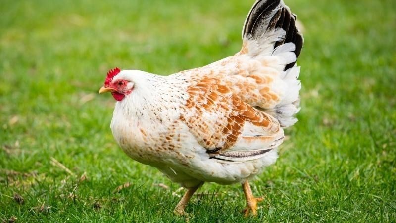Gà mái gáy do sự thay đổi hormone