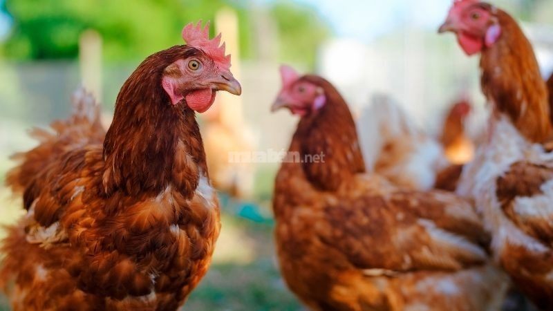 Gà mái gáy điềm báo tâm linh