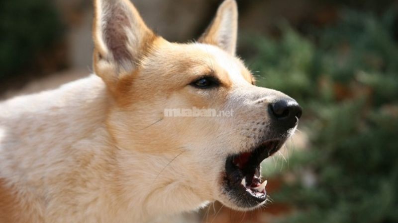 Điềm báo chó sủa nửa đêm