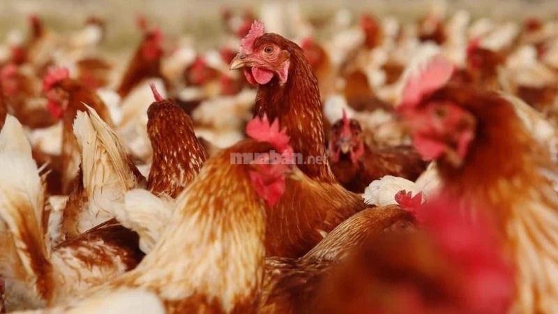 Cách hóa giải gà mái gáy