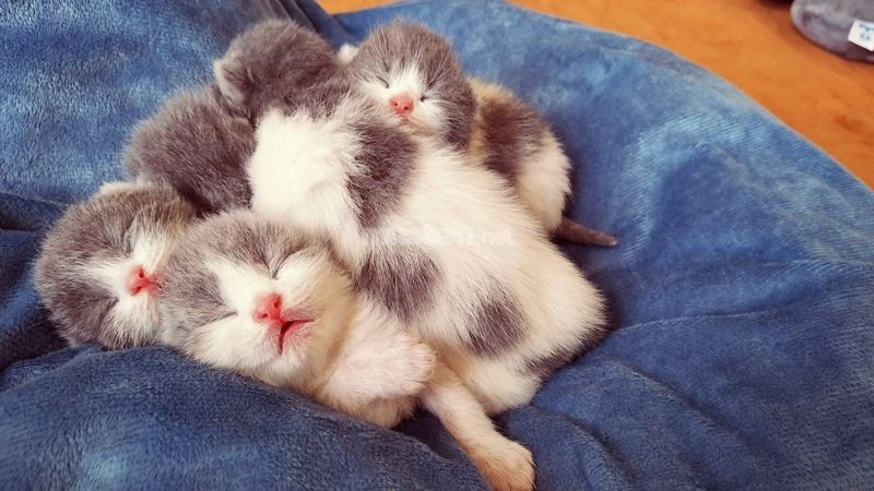 Điềm báo mèo chết trong nhà