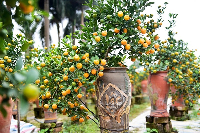 Cây quất trĩu quả, tượng trưng cho sự đầy đủ và thịnh vượng
