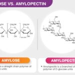 Cấu trúc phân tử của amylose và amylopectin