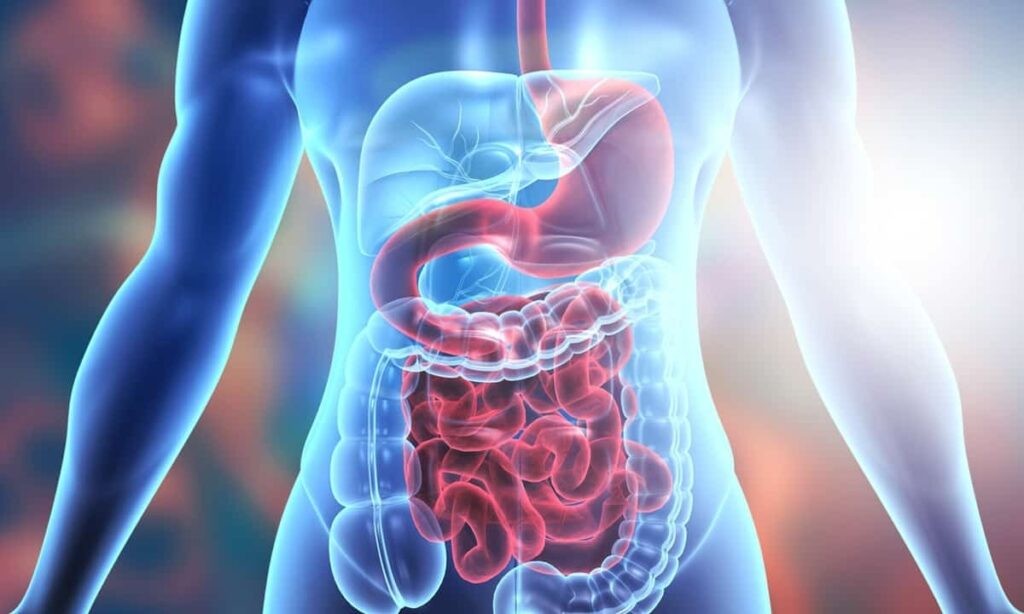 Sinh tố đu đủ tốt cho hệ tiêu hóa cung cấp nhiều chất xơ