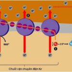 Chuỗi truyền electron hô hấp diễn ra ở màng trong ti thể, nơi tạo ra ATP