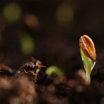Hạt nảy mầm thành cây non, giai đoạn đầu tiên trong vòng đời cây trồng