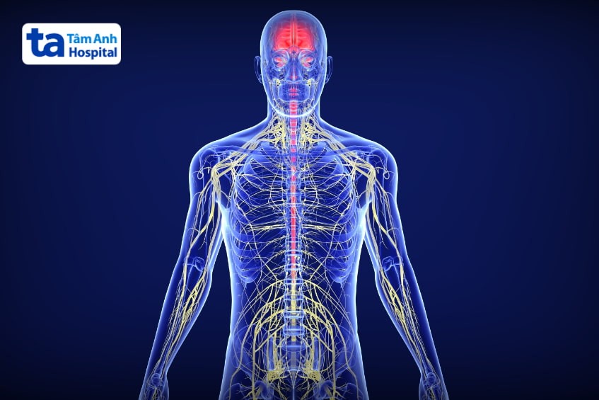 cấu trúc giải phẫu hệ thần kinh
