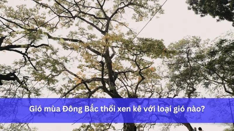 Gió mùa Đông Bắc thổi xen kẽ với gió Tín phong