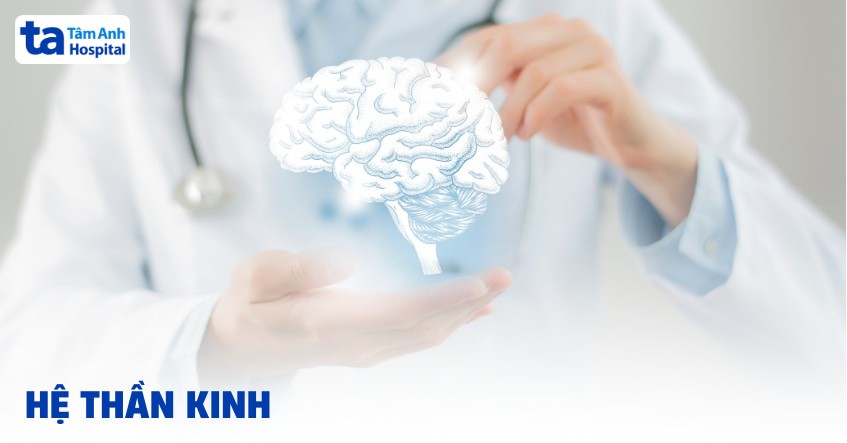 mô tả hệ thần kinh người