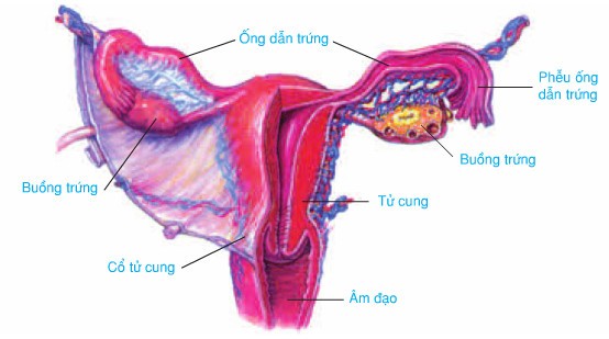 Hình ảnh mô tả các bộ phận của cơ quan sinh dục nữ