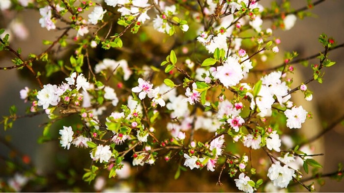 Hoa nhất chi mai tinh khôi, biểu tượng của sự thanh khiết và cao quý
