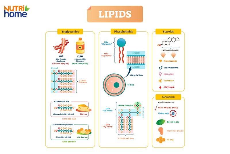 Minh họa về cấu tạo và đặc điểm của một số loại lipid thường gặp