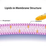 Minh họa sự hiện diện của 2 loại lipid (phospholipid và cholesterol) trong cấu trúc màng tế bào