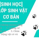 Phân loại lớp động vật