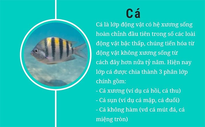 Đa dạng lớp côn trùng