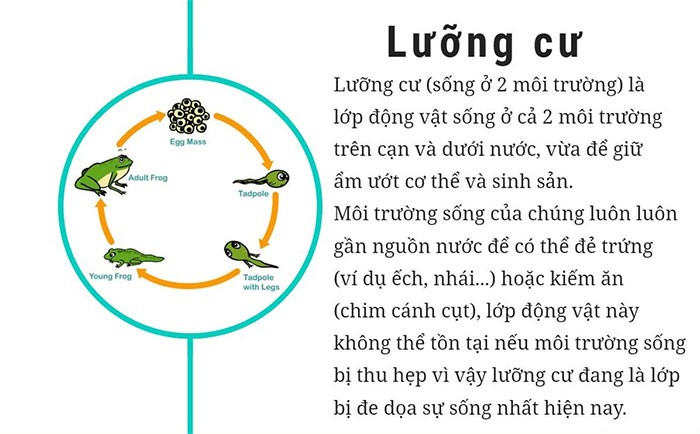 Động vật có vú