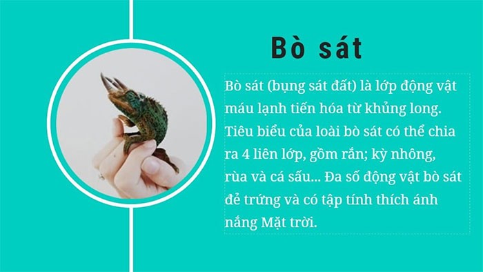 Vai trò của lớp chim