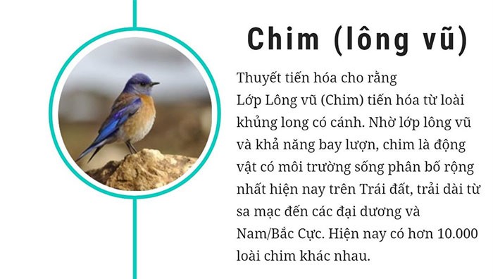 So sánh bò sát và lưỡng cư
