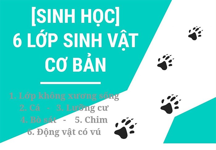 Phân loại lớp động vật