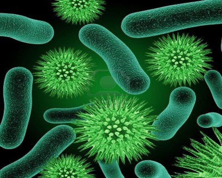 Vi khuẩn có thể gây bệnh cho cả người và động vật