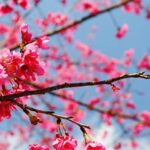Chim hót cành hoa trong Mùa Xuân Nho Nhỏ
