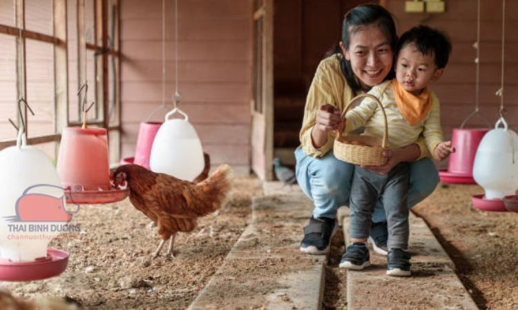 Gà ta thả vườn