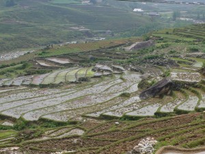 Tiered rice fields 