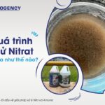 Quá trình khử nitrat giúp loại bỏ nitơ dư thừa trong nước thải, bảo vệ môi trường và sức khỏe con người
