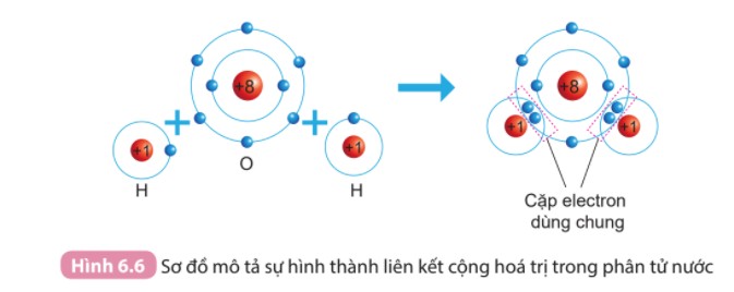 Liên kết cộng hóa trị trong phân tử nước tuân theo quy tắc octet