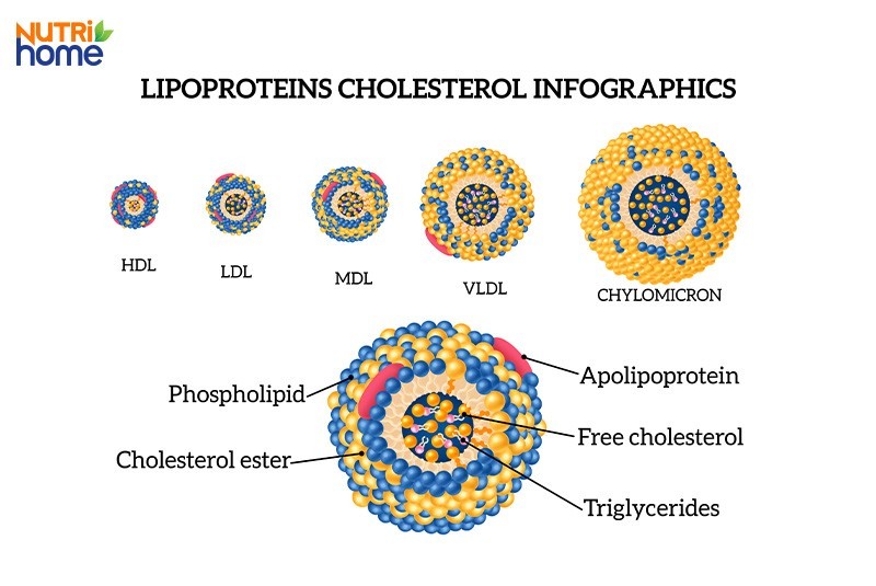 Minh họa thành phần và cấu tạo của 5 loại lipoprotein giúp vận chuyển lipid trong hệ tuần hoàn