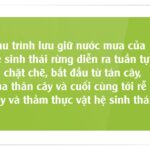 Hệ rễ cây rừng giúp giữ đất, chống xói mòn