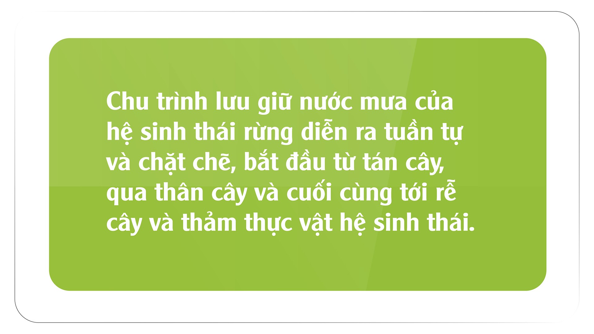 Hệ rễ cây rừng giúp giữ đất, chống xói mòn
