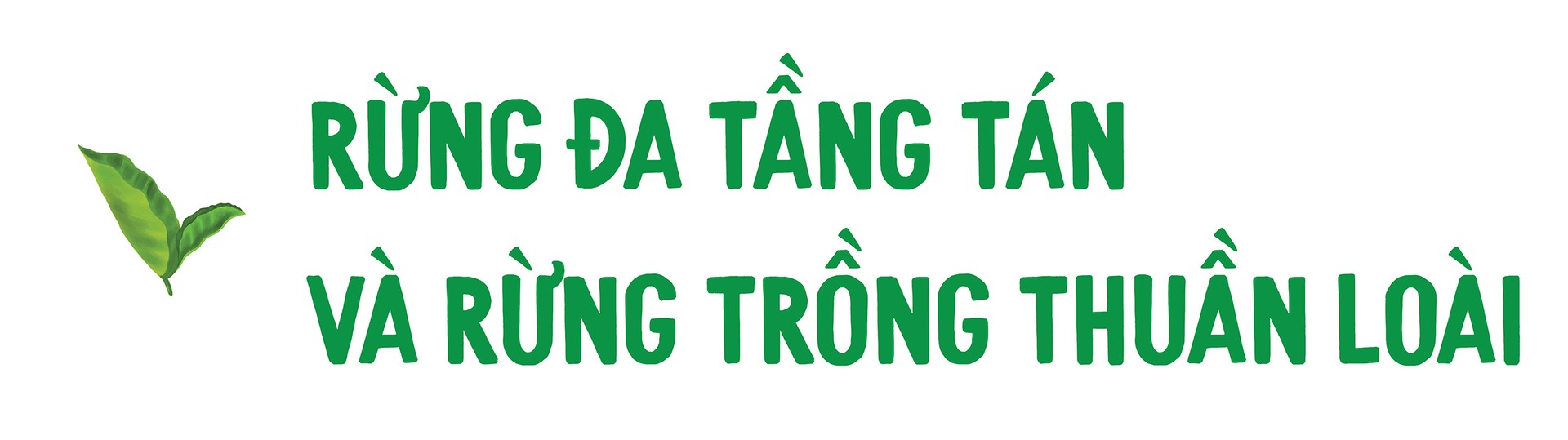 Ảnh hưởng của hệ rễ cây rừng đến nguồn nước ngầm