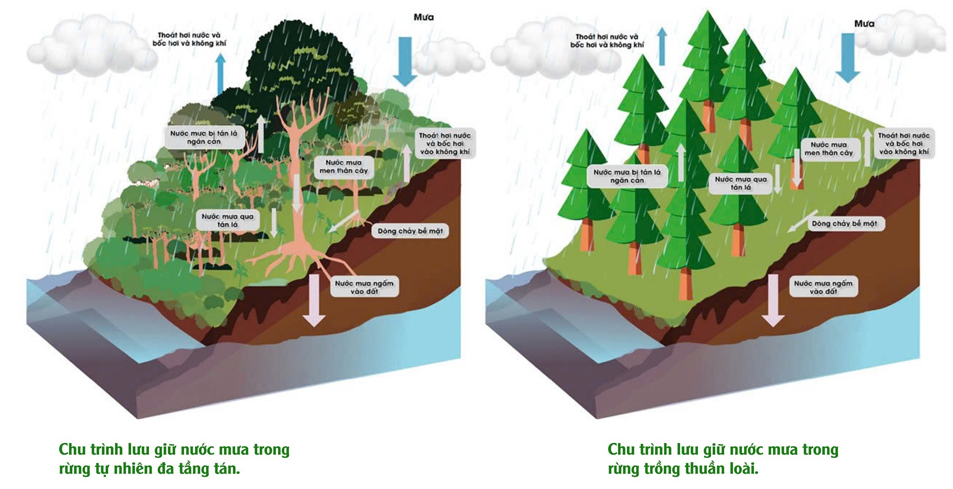 Các biện pháp bảo vệ và phát triển hệ rễ cây rừng