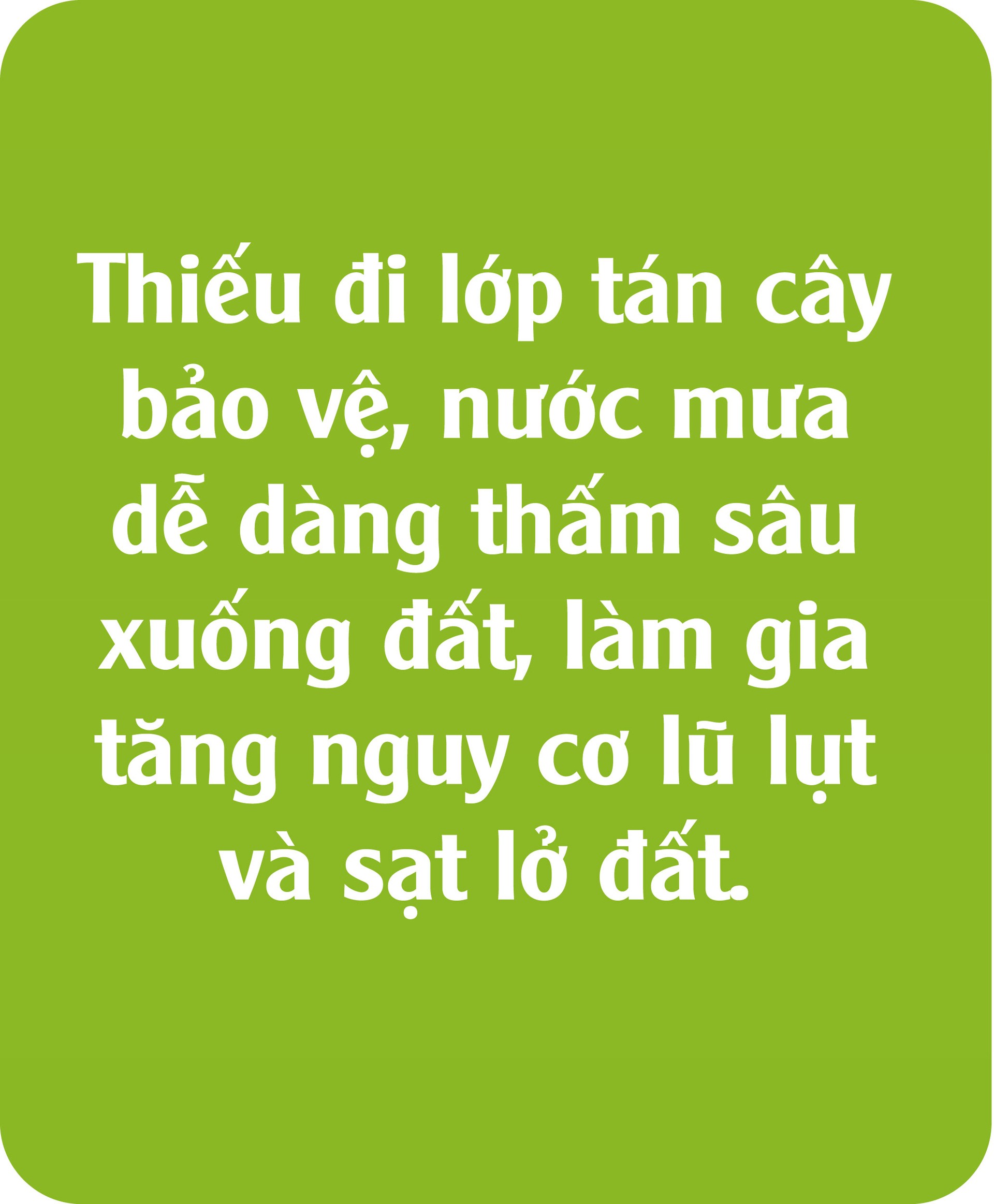 Vai trò của cộng đồng trong việc bảo vệ hệ rễ cây rừng