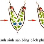 Xạ khuẩn (Actinobacteria) là một nhóm vi khuẩn Gram dương, có hình thái sợi phân nhánh tương tự như nấm