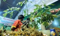 Các sản phẩm chế biến từ sâm Ngọc Linh như viên nang, nước sâm, rượu sâm và mật ong sâm