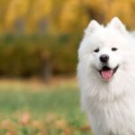 Chó Samoyed có nguồn gốc từ Siberia lạnh giá, nơi chúng được sử dụng để kéo xe trượt tuyết và bảo vệ đàn gia súc