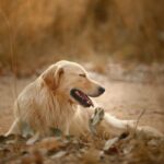 Chó Golden Retriever
