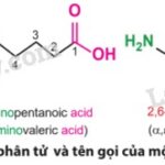 Cấu trúc chung của amino axit