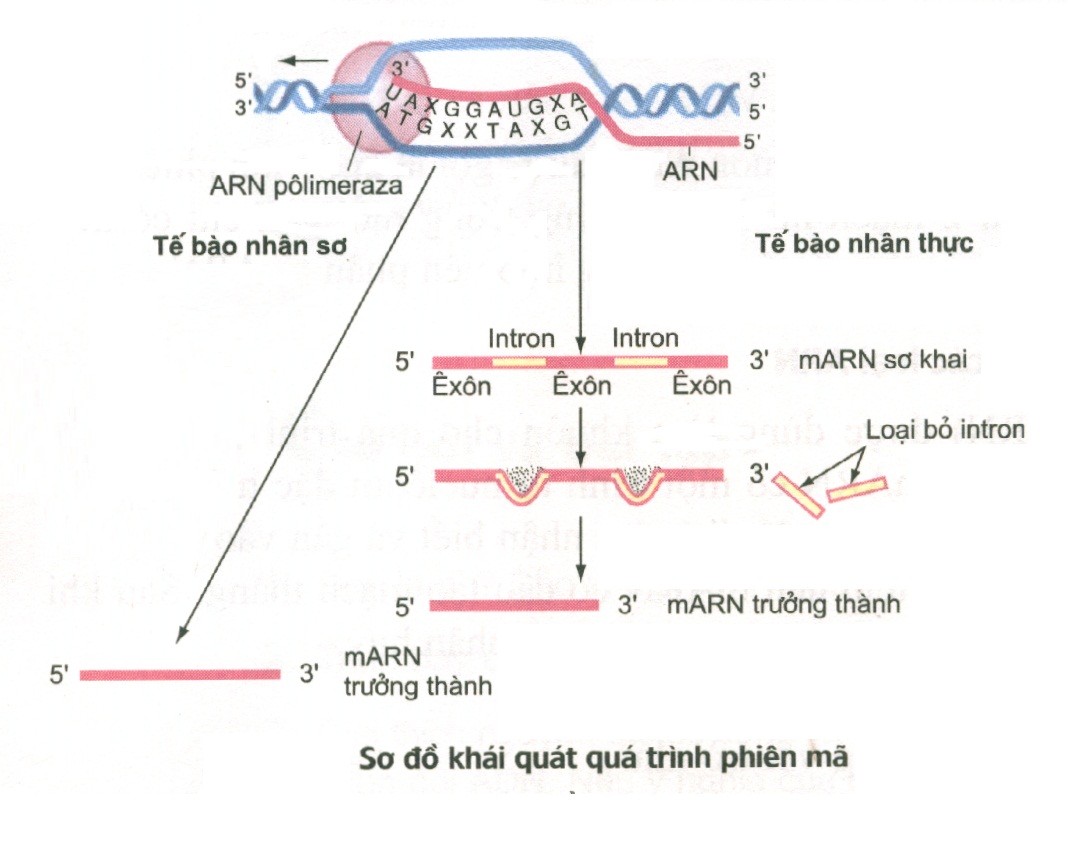Diễn biến quá trình phiên mã