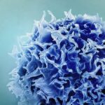 Tế bào lympho T (T cell) màu xanh lam dưới kính hiển vi điện tử quét đã được tô màu.