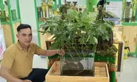 Cần tham khảo ý kiến bác sĩ trước khi sử dụng sâm Ngọc Linh, đặc biệt đối với phụ nữ có thai, trẻ em và người có bệnh nền